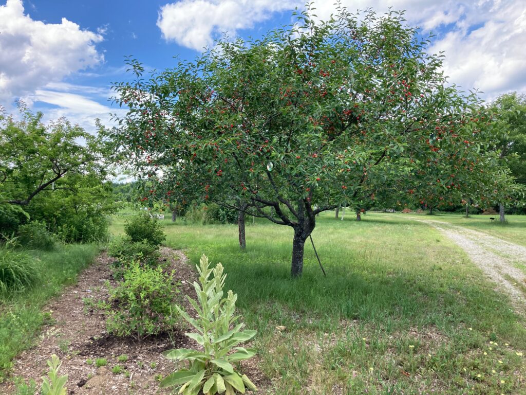 Cherry-trees-in-orchard