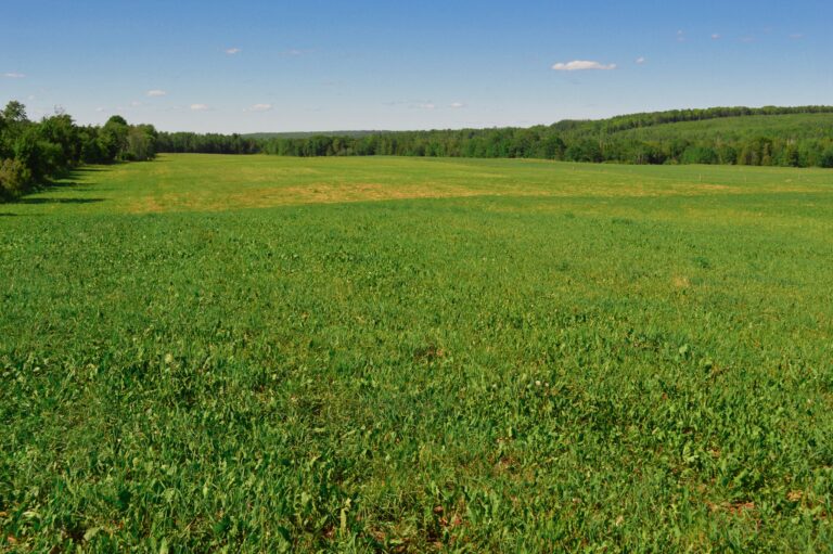 organic-lawn-trees