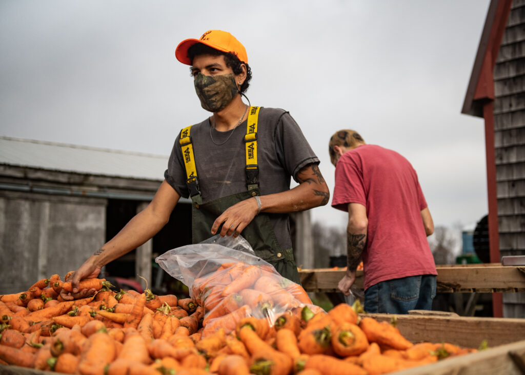 Farmworker Safely Packaging Carrots