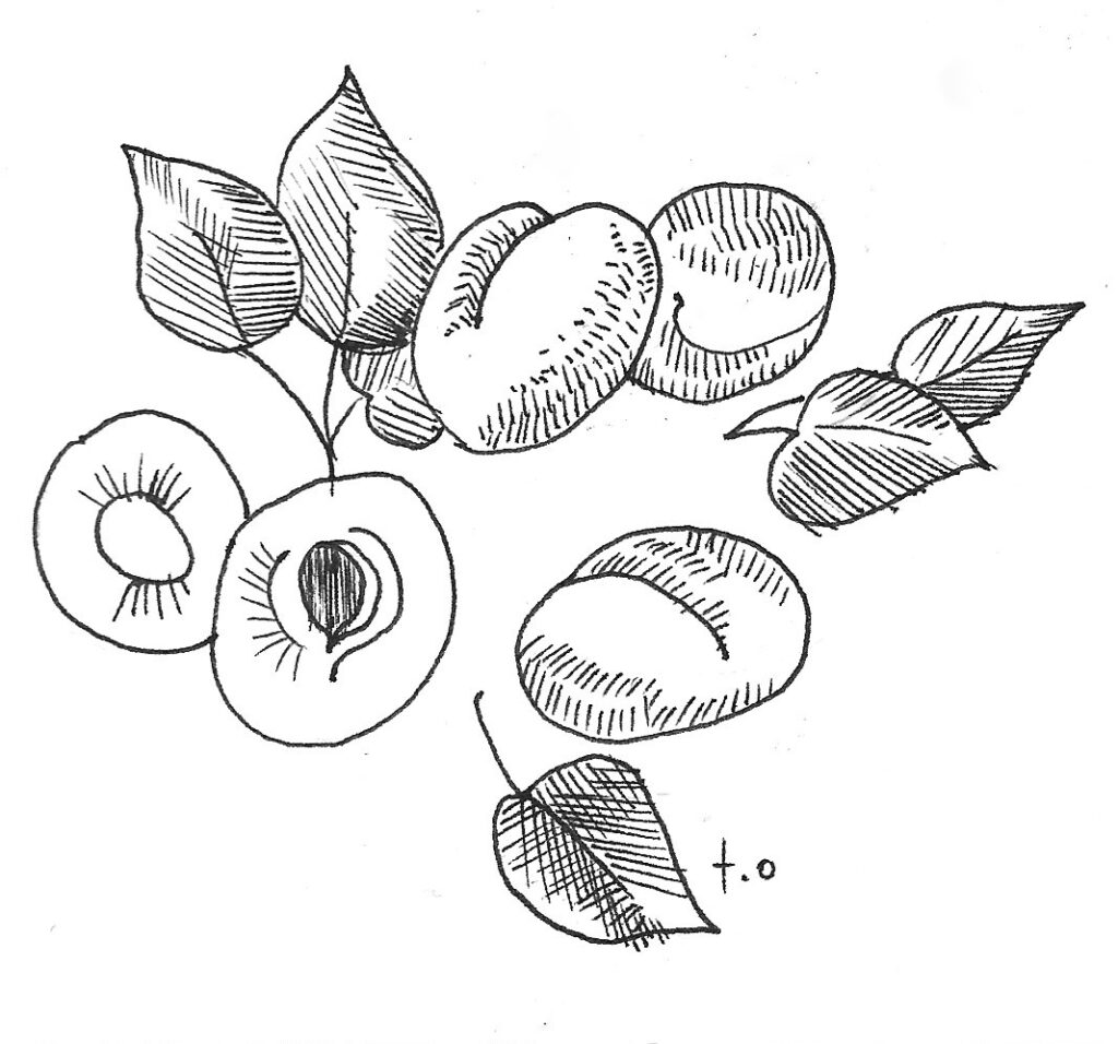 Apricot illustration