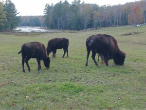 Bison on green pasture