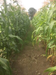 Corn plantings at Opportunity Farm