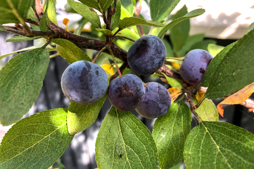 Beach plums on branch