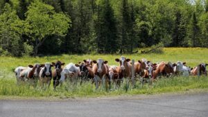 Brown and white cows on pasture