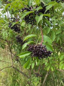 Ripe elderberries