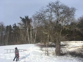 Person with a ladder looking at an old apple tree.