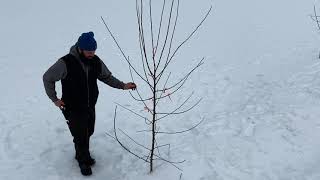 Around the Grounds: Shaping a Young Fruit Tree