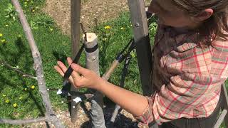 Topworking a Fruit Tree