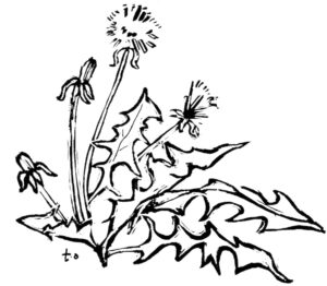 Illustration of dandelion flower and greens