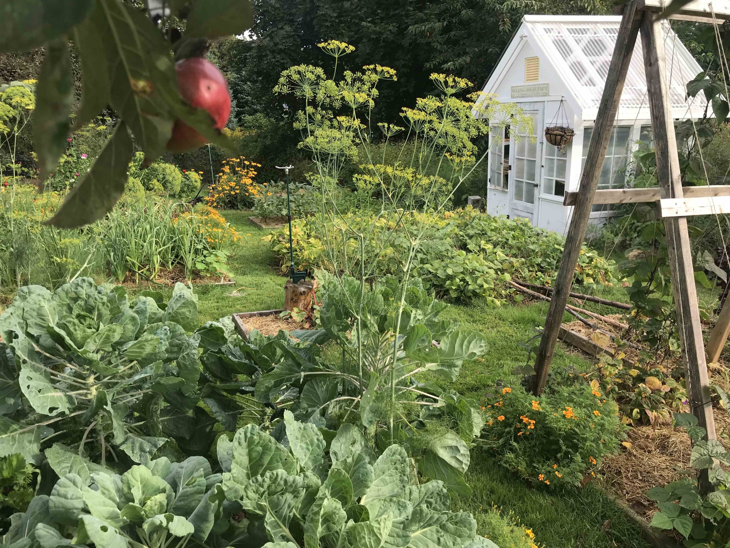 A home garden of mixed vegetables, flower and herbs, with a small white greenhouse in the background.