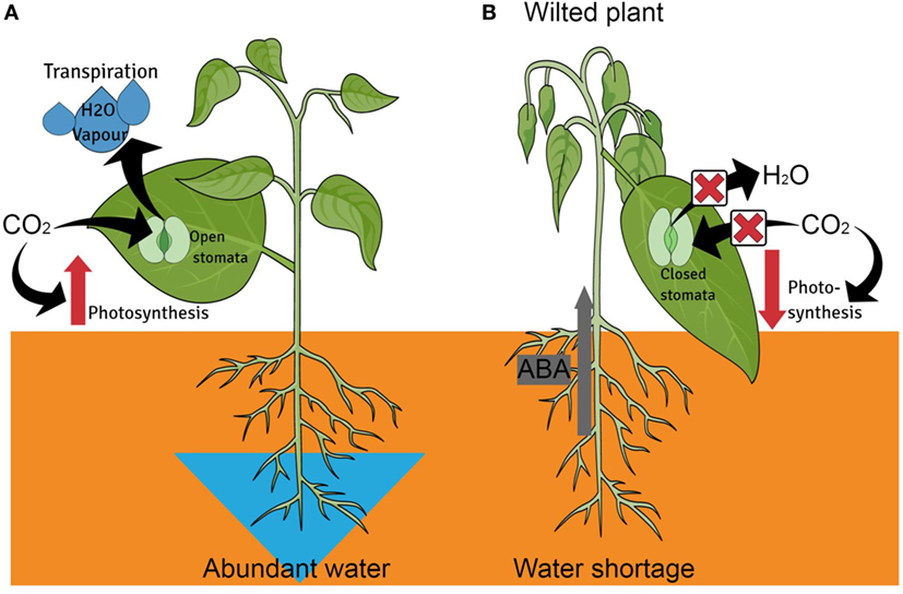 Figure with a healthy plant and wilting plant with the factors contributed to growth explained