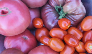mixed variety of tomatoes, ranging from pink to red