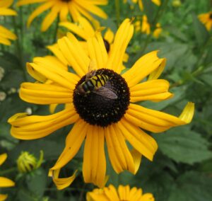 a black and yellow fly on a black-eyed susan
