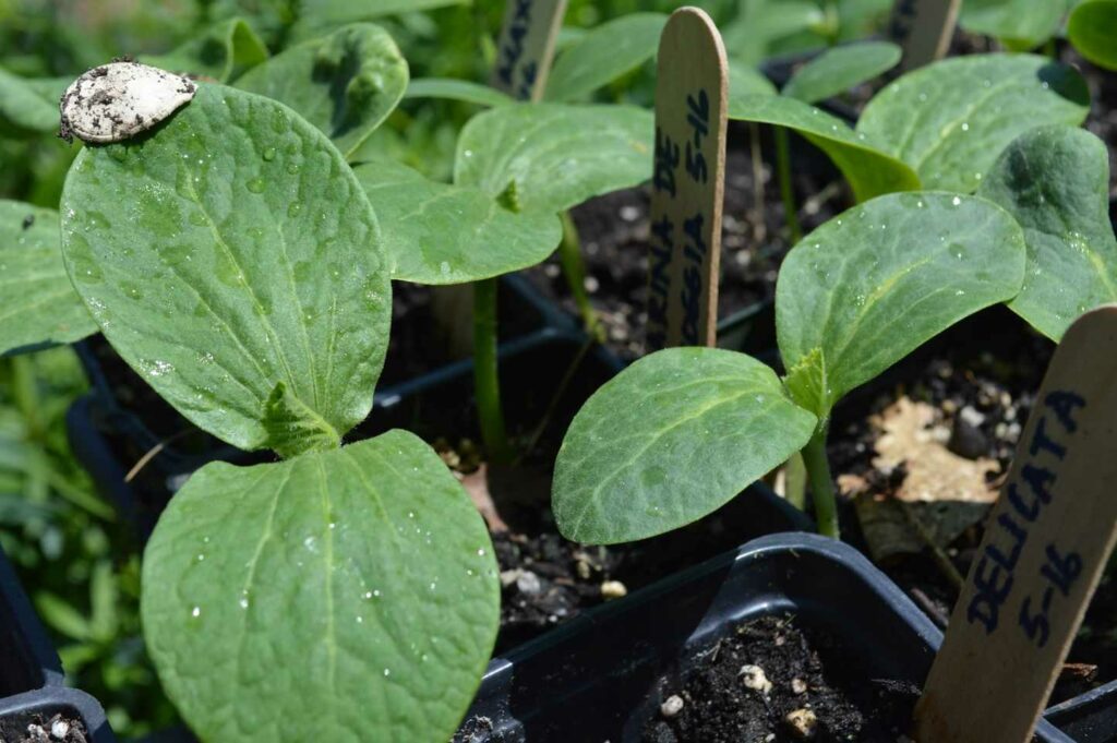 Several delicata squash seedlings in black plastic trays with popsicle stick labels.