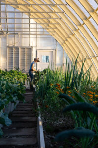 A farmer harvesting in a greenhouse with raised beds