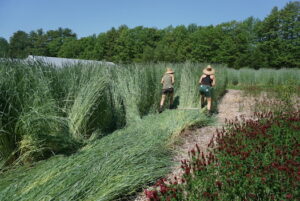 two farmers wearing straw hats flatten a winter rye cover crop