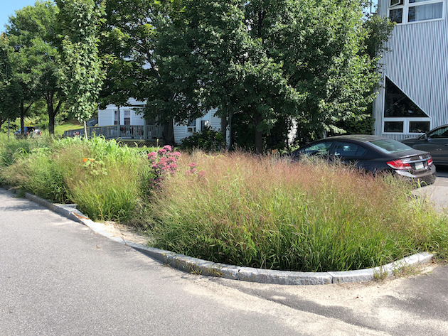 A garden of native plants divides a paved road from a paved driveway