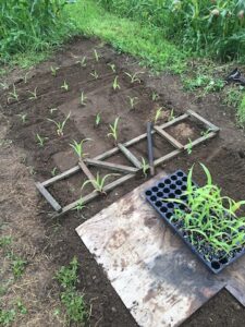 flat of corn seedlings on the ground next to tidy rows of corn transplants
