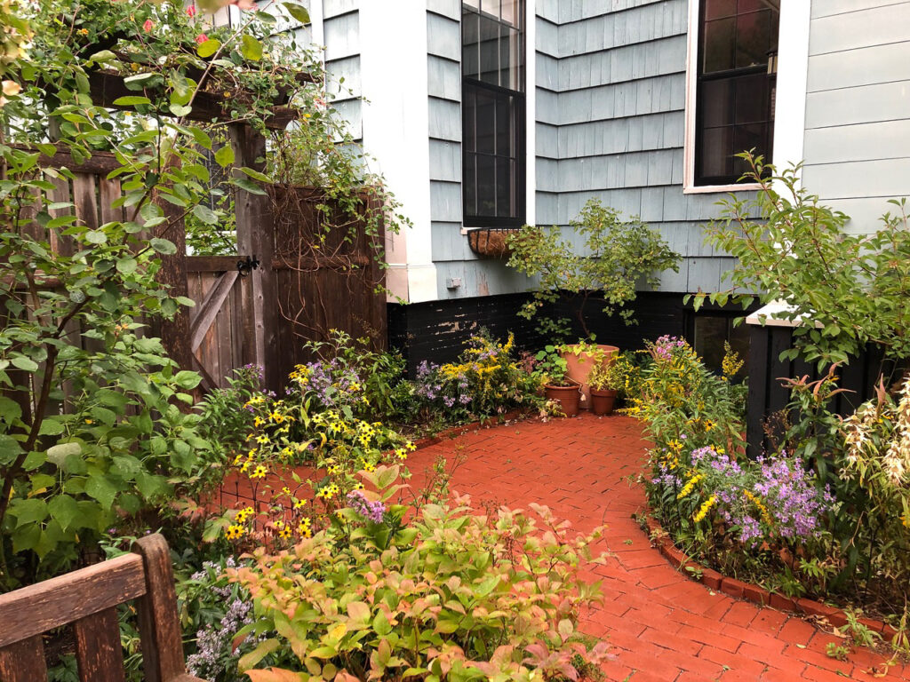 A backyard garden, with a wooden gate covered in vines and a brick pathway.