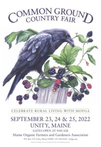 Raven on a fence post surrounded by blackberries