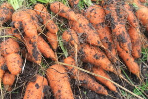 freshly dug orange carrots with soil clinging to the roots