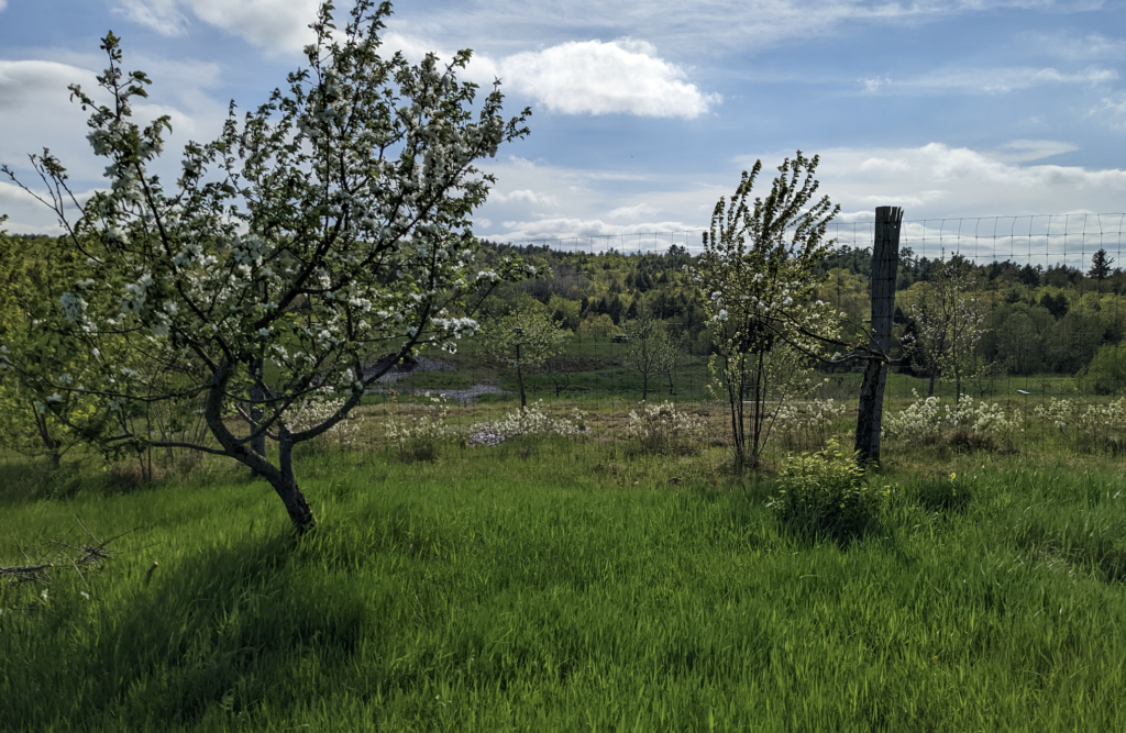 Two blossoming fruit trees at the Maine Heritage Orchard