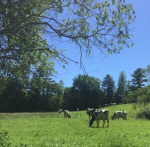 dairy cows graze on green pasture