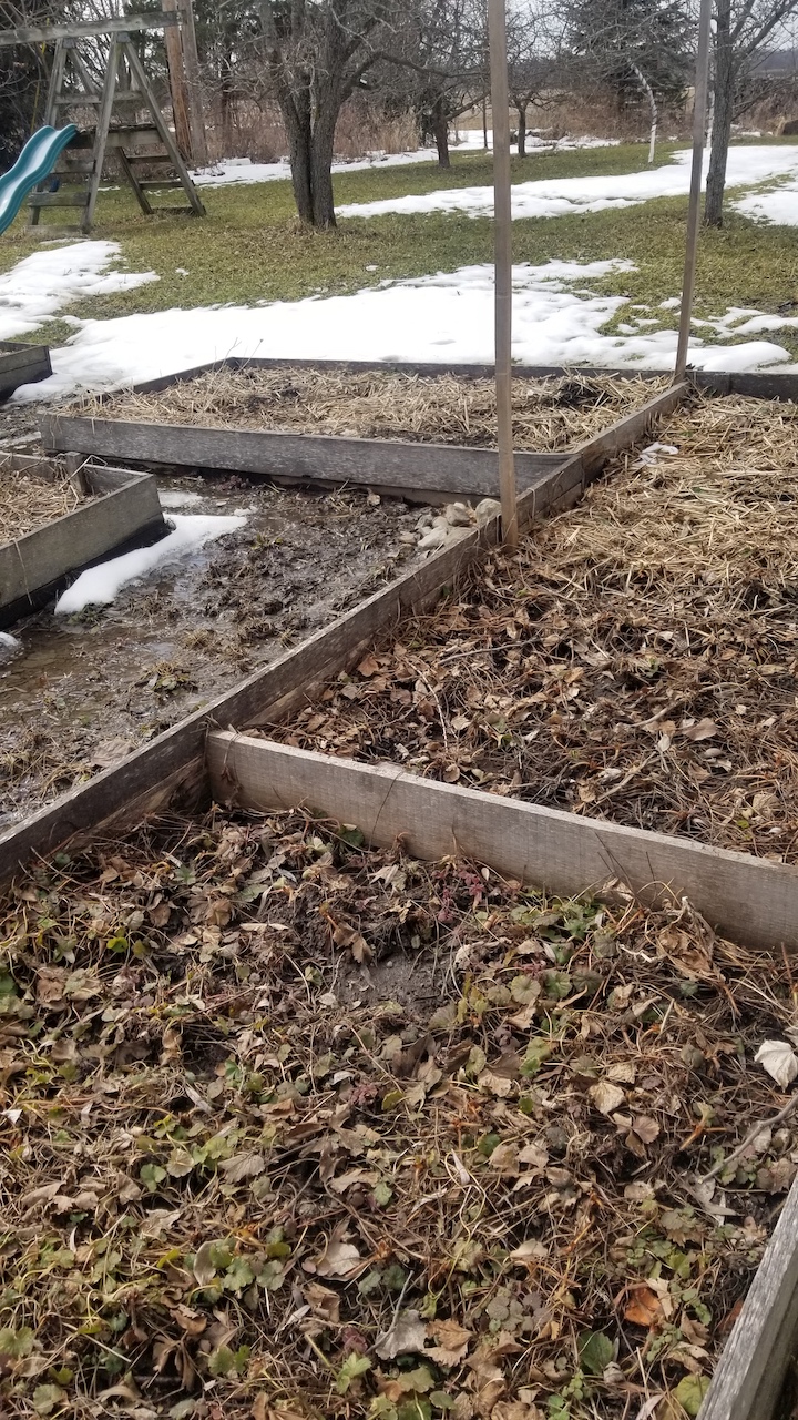 Strawberries in Three’s Maine Organic Farmers and Gardeners