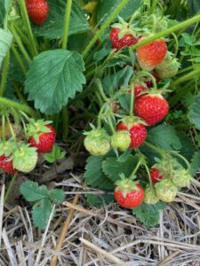 ripening strawberries on a planting mulched with straw