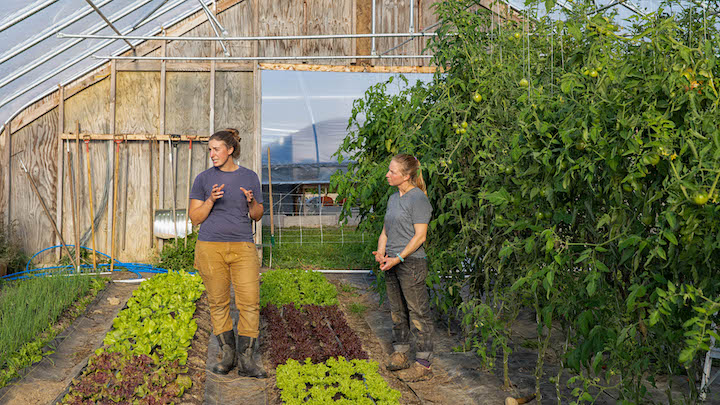 two farmers stand on either side of a lettuce bed planted in a hoophouse