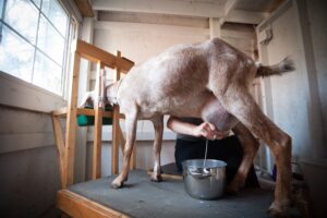 a doe on a milking stand eats grain while a person squeezes milk from its udder into a stainless steel container