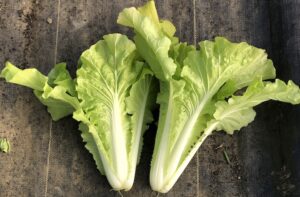 two lettuce-leaf Chinese cabbage heads