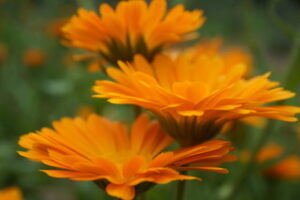 Calendula blossoms in a field