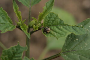 Clavate Tortoise Beetle Adult