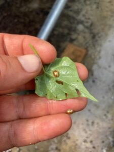 golden tortoise beetle