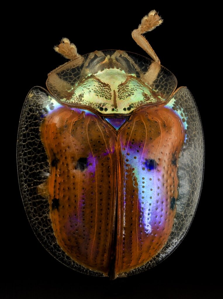 Golden tortoise beetle, back, upper marlboro, md 2014 06 04 13.25.12 ZS PMax (14372942103)
