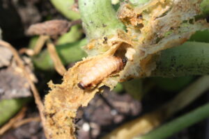 Squash vine borer