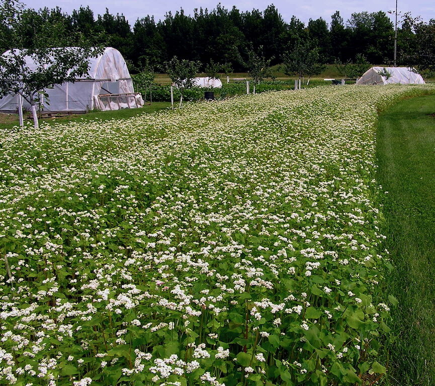 Buckwheat grown as an alley crop in a young orchard at MOFGA’s Common Ground Education Center.