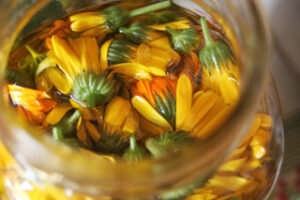 Calendula blossoms in a jar of oil.