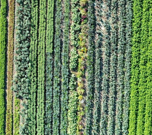 A field of crop rows shown from above