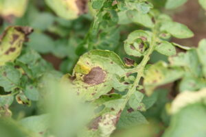 early blight on potato foliage