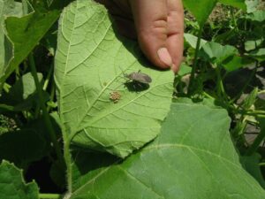 squash bug adult and eggs