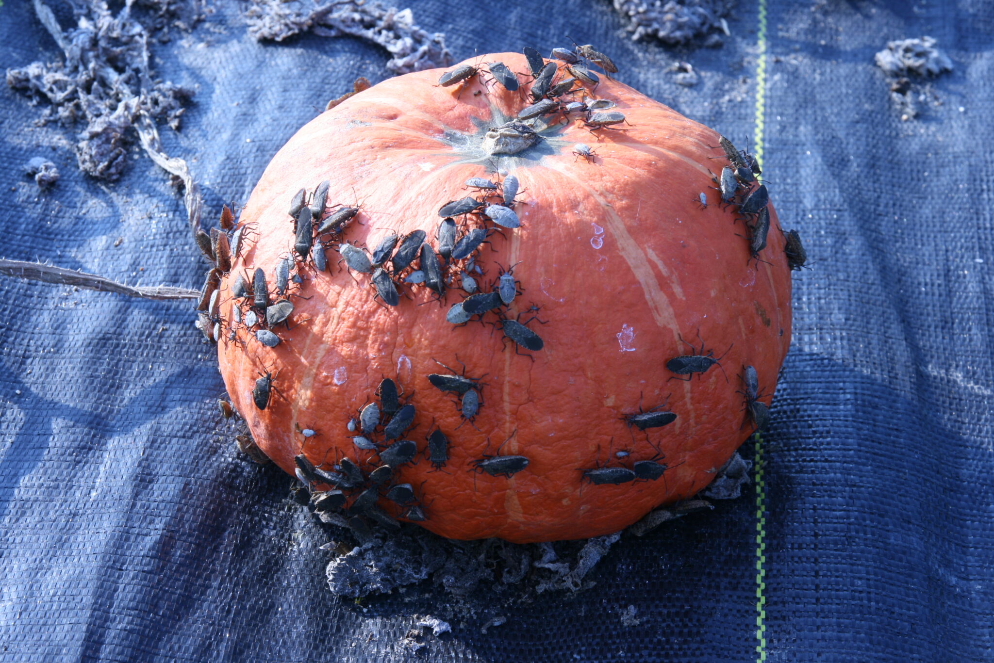 Squash Bug Maine Organic Farmers and Gardeners