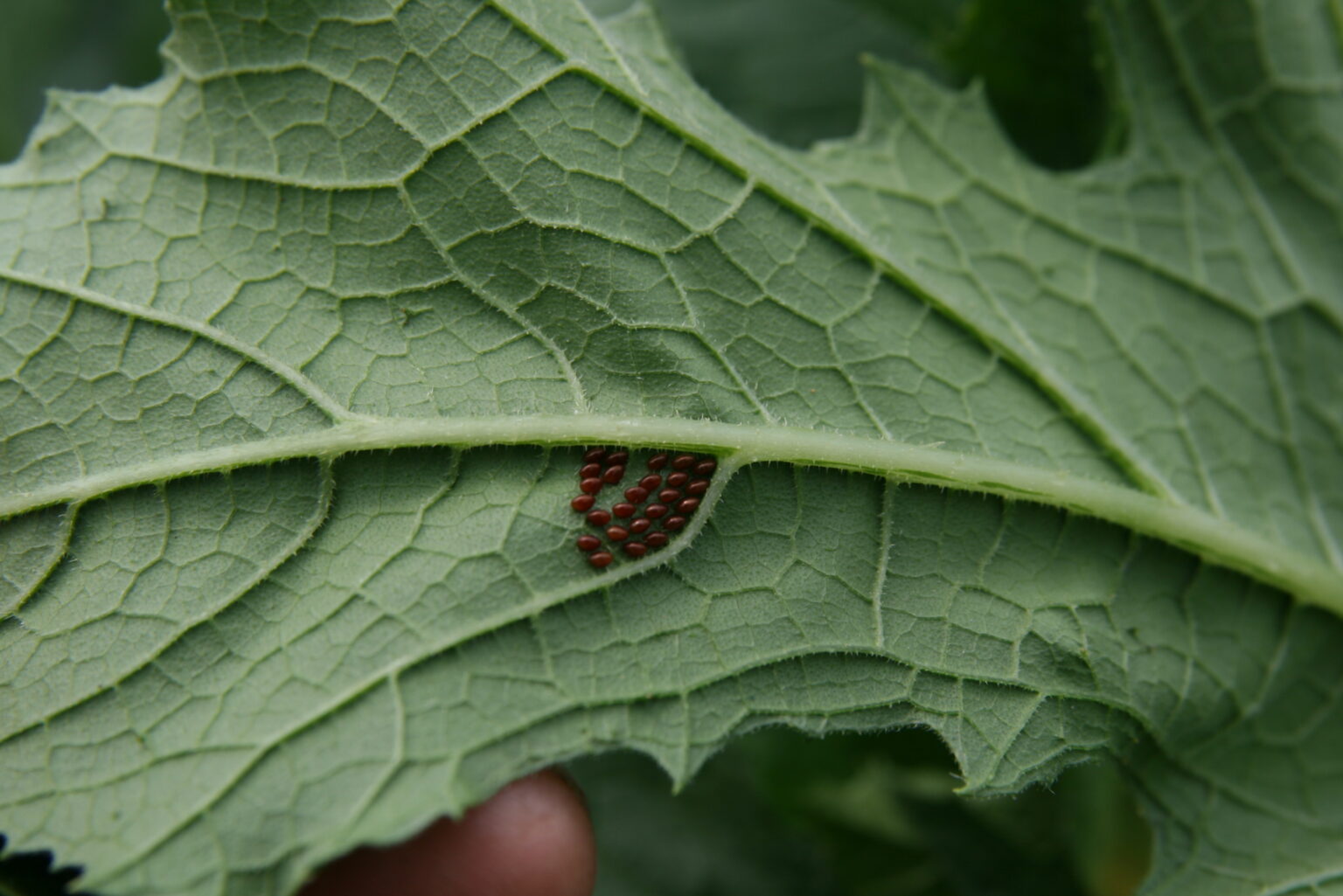 Squash Bug Maine Organic Farmers and Gardeners