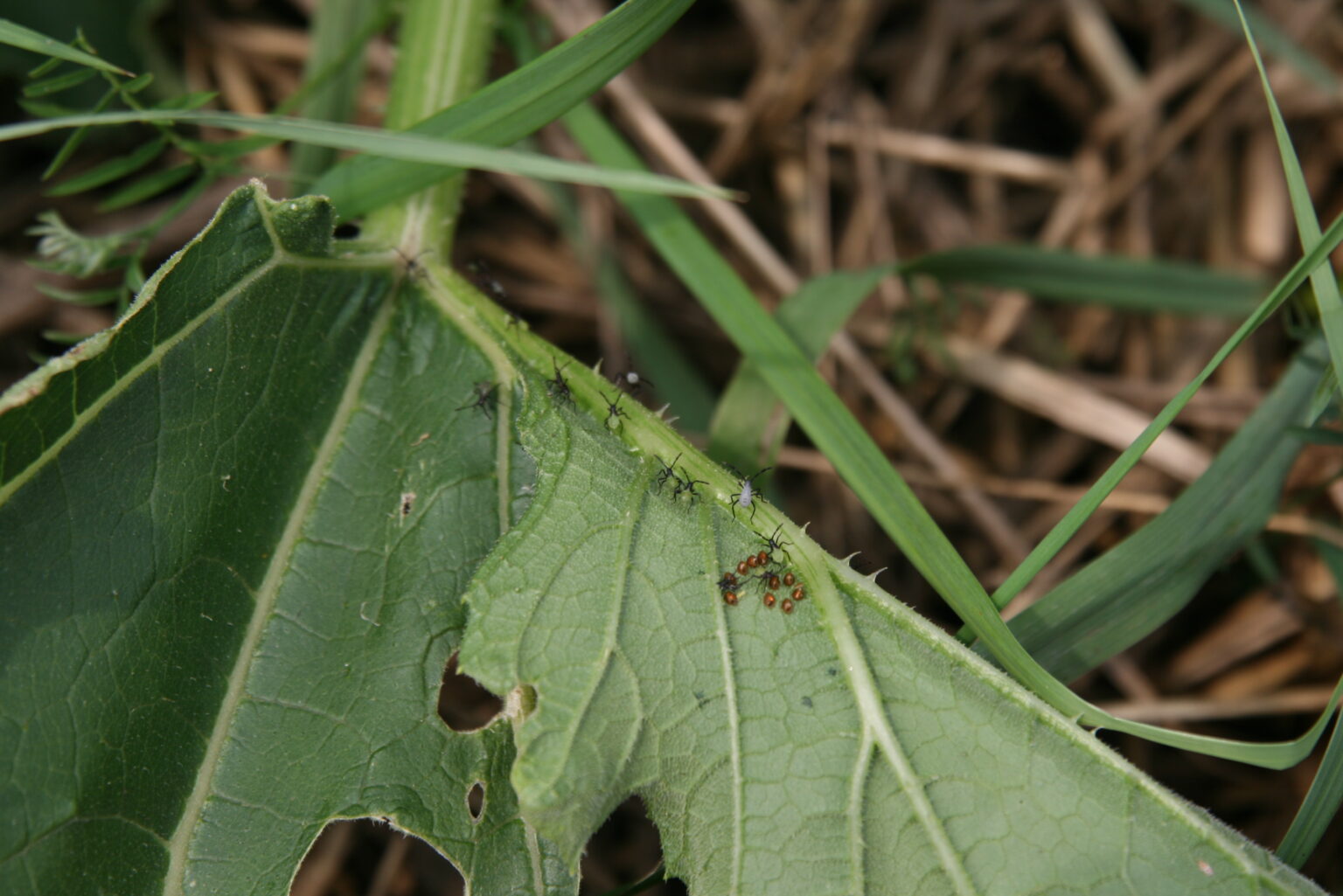 Squash Bug Maine Organic Farmers and Gardeners
