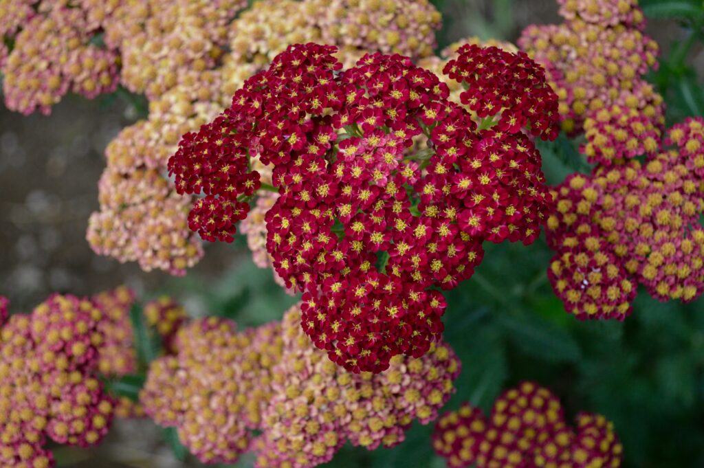 red and pink yarrow flowers.