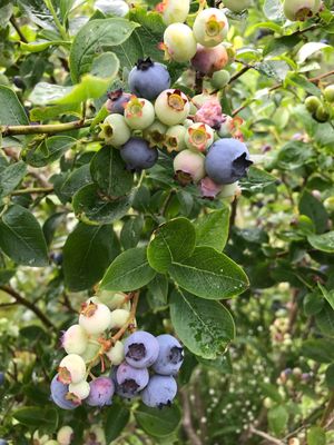 Rippening blueberries on a highbush.