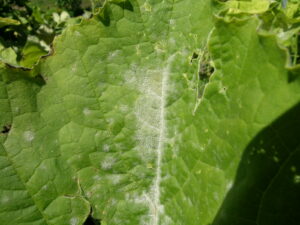 fine white mildew on green leaf