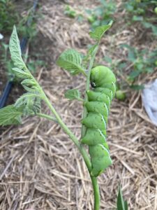 large green tobacco hornworm on tomato foliage