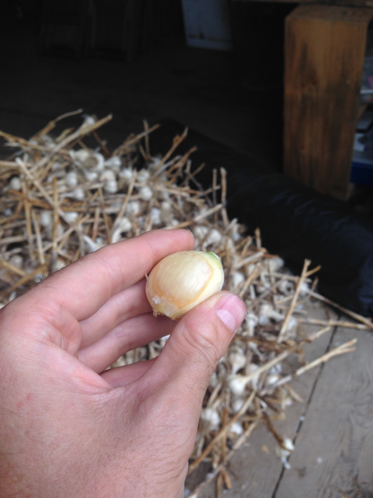 Waxy Breakdown Of Garlic Maine Organic Farmers And Gardeners